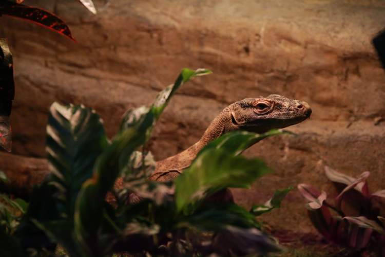 世界最大巨蜥科摩多巨蜥首次在上海展出,雌性没有雄性也能繁殖后代