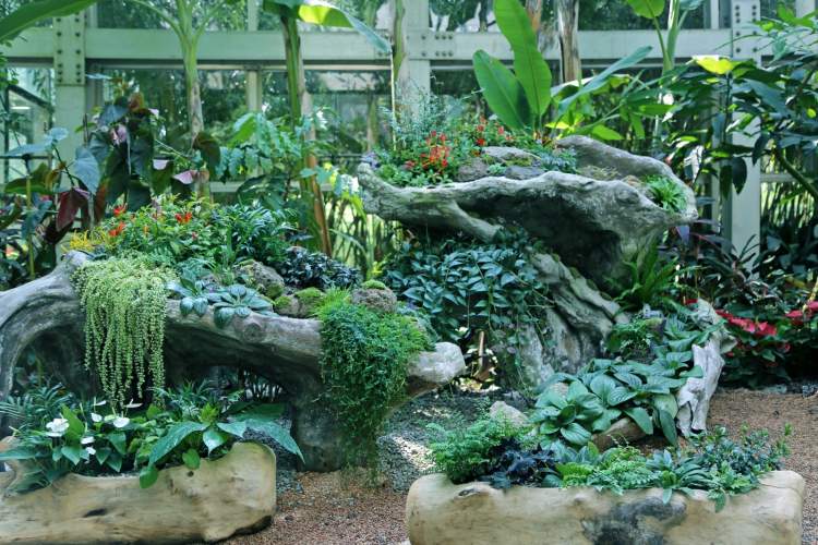 菊花提前催开阴生植物难得一见户外花园展秋日美好上海植物园秋季花展