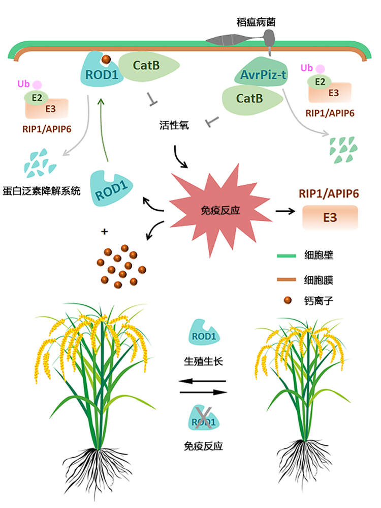 水稻稻瘟病病原图片