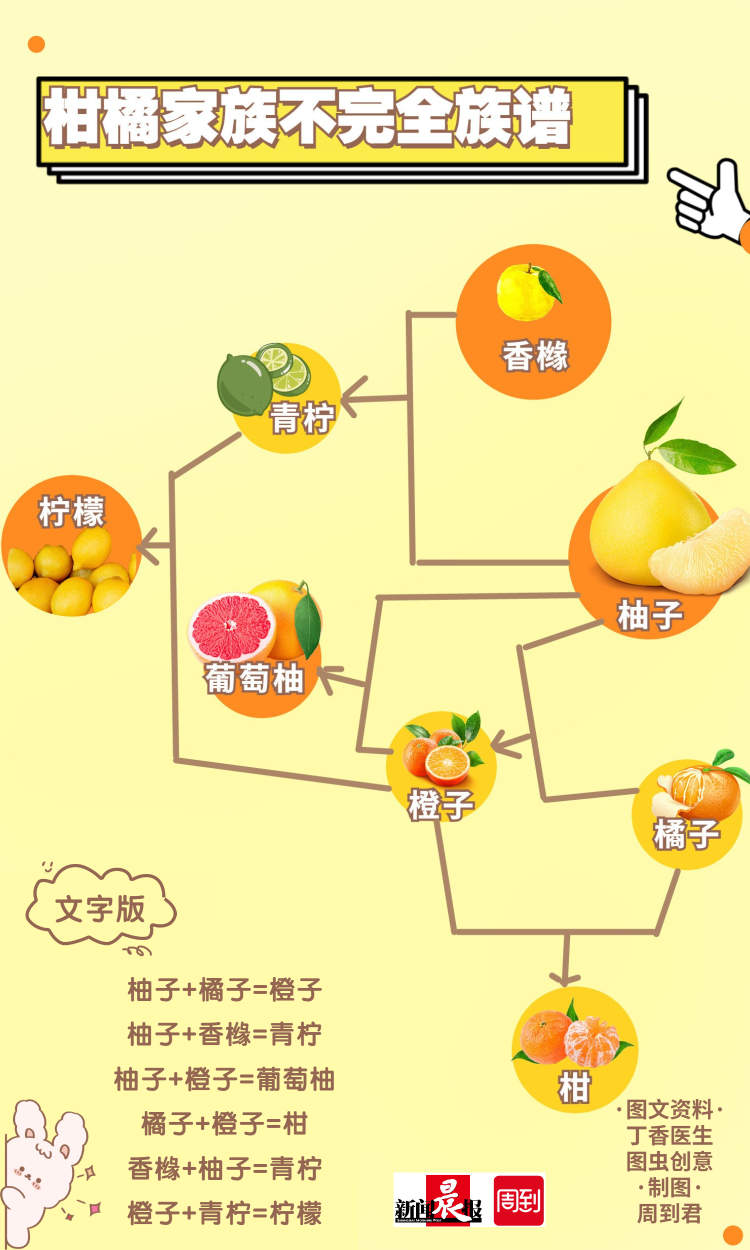 橘子家族杂交图图片