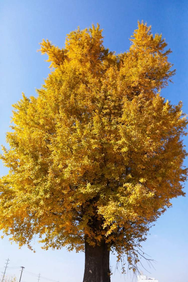 秋天银杏树的样子图片