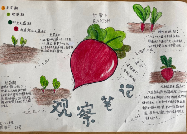 有的小朋友像"植物家"一般,在农场观察植物的生长过程,详细记录观察