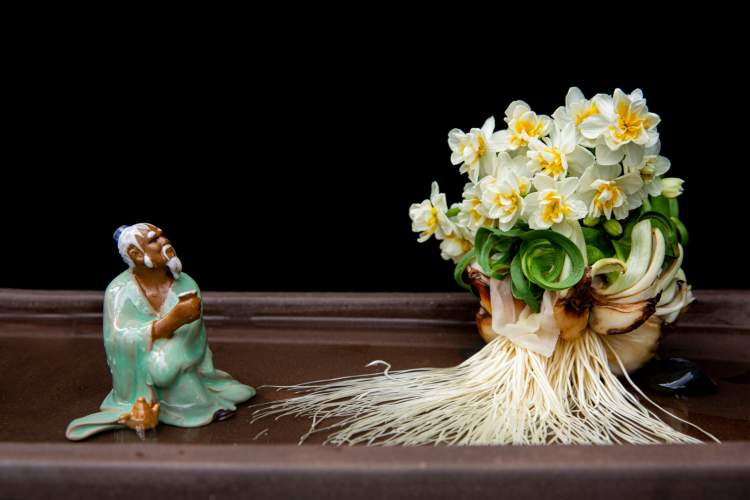 每年新春,共青森林公园都会举办水仙花展.