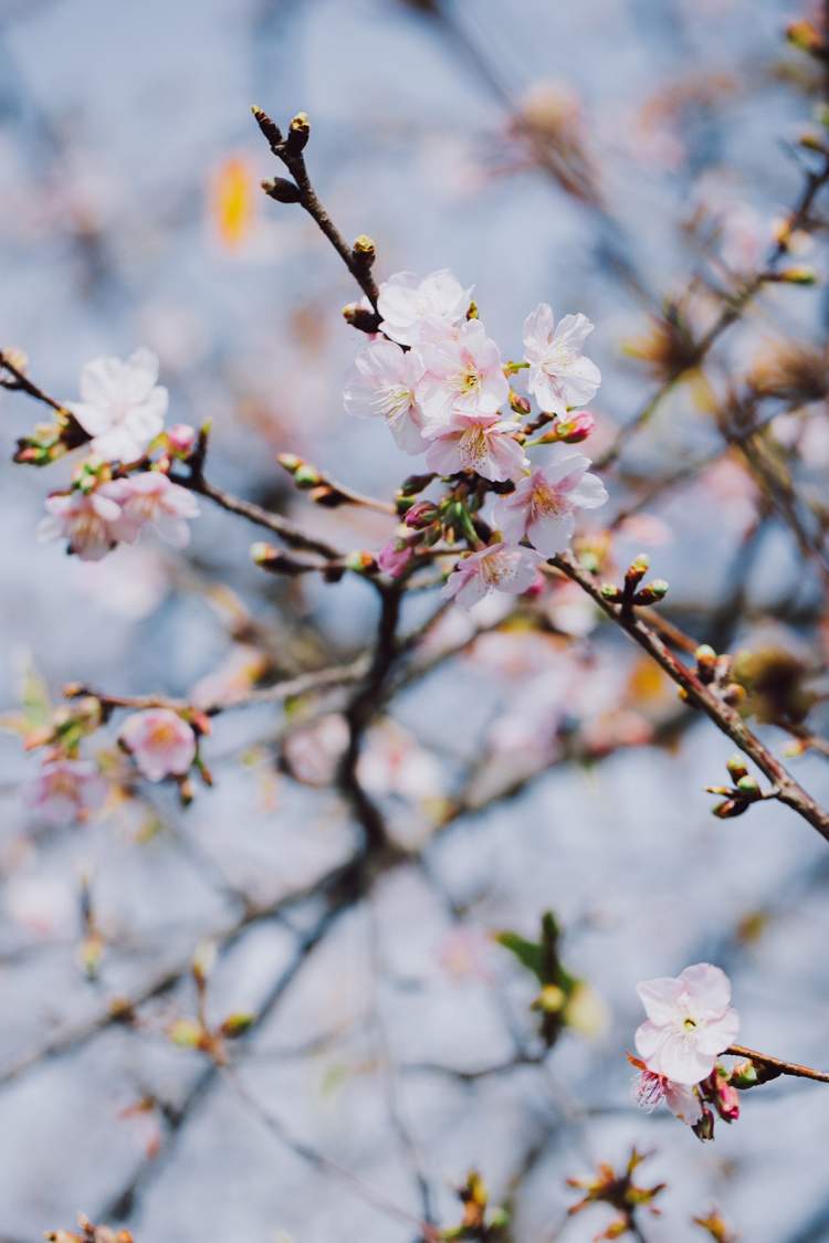 市花 樱花图片