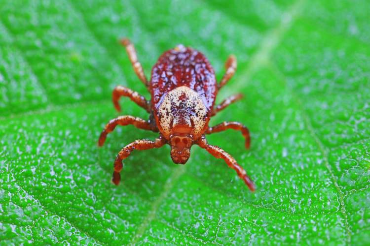 男子被毒虫叮咬感染病毒送进icu!这种虫子一旦处理不当,重则死亡.