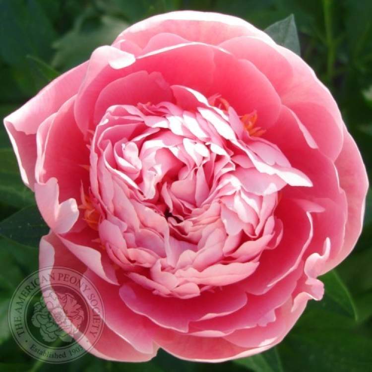 "芍药界的奥斯卡"了解一下|花博士小课堂