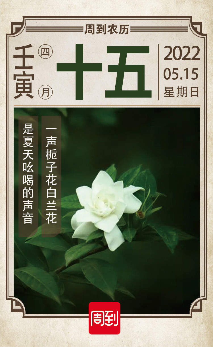 农历中国 | 四月十五 · 栀子花开