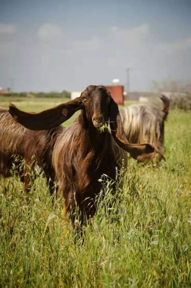 图源:数农头条不过,在沙特阿拉伯,最好的大马士革山羊甚至可以卖到45
