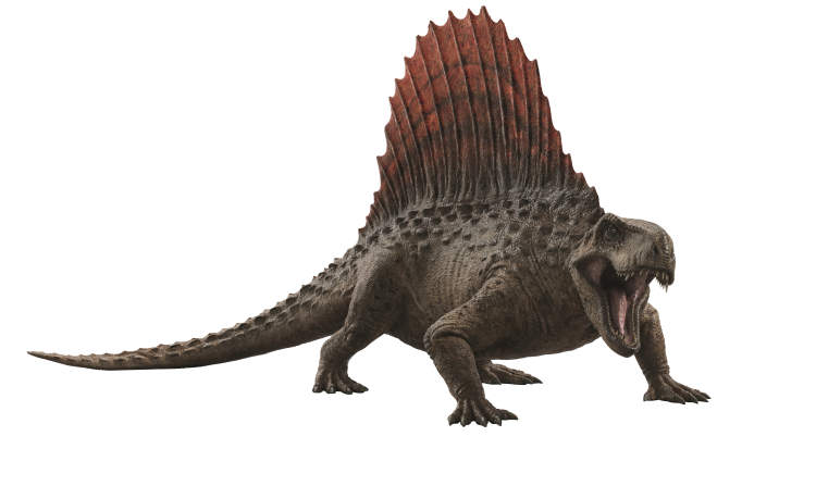 异齿龙是一种低伏于地面,形似鳄鱼的恐龙,背部长有巨大的褶边背帆,背