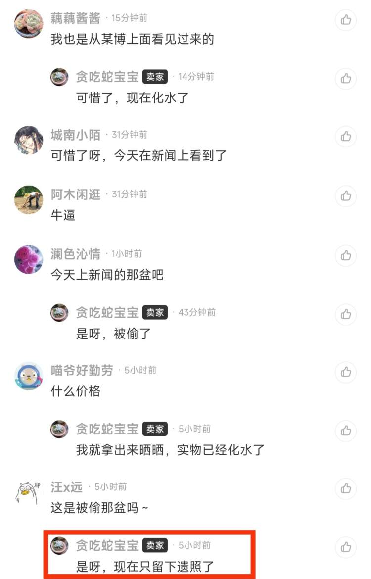 价值十万的多肉被偷花贼养死,多肉真有这么贵?专家:“现在跌得厉害”