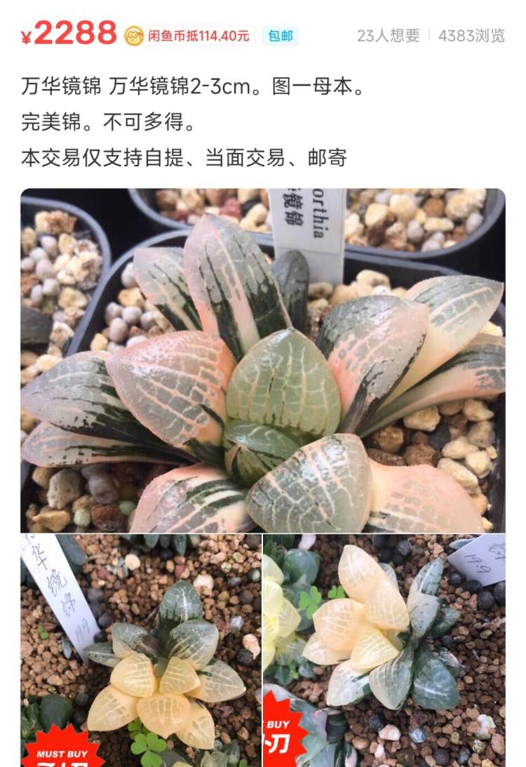 价值十万的多肉被偷花贼养死,多肉真有这么贵?专家:“现在跌得厉害”