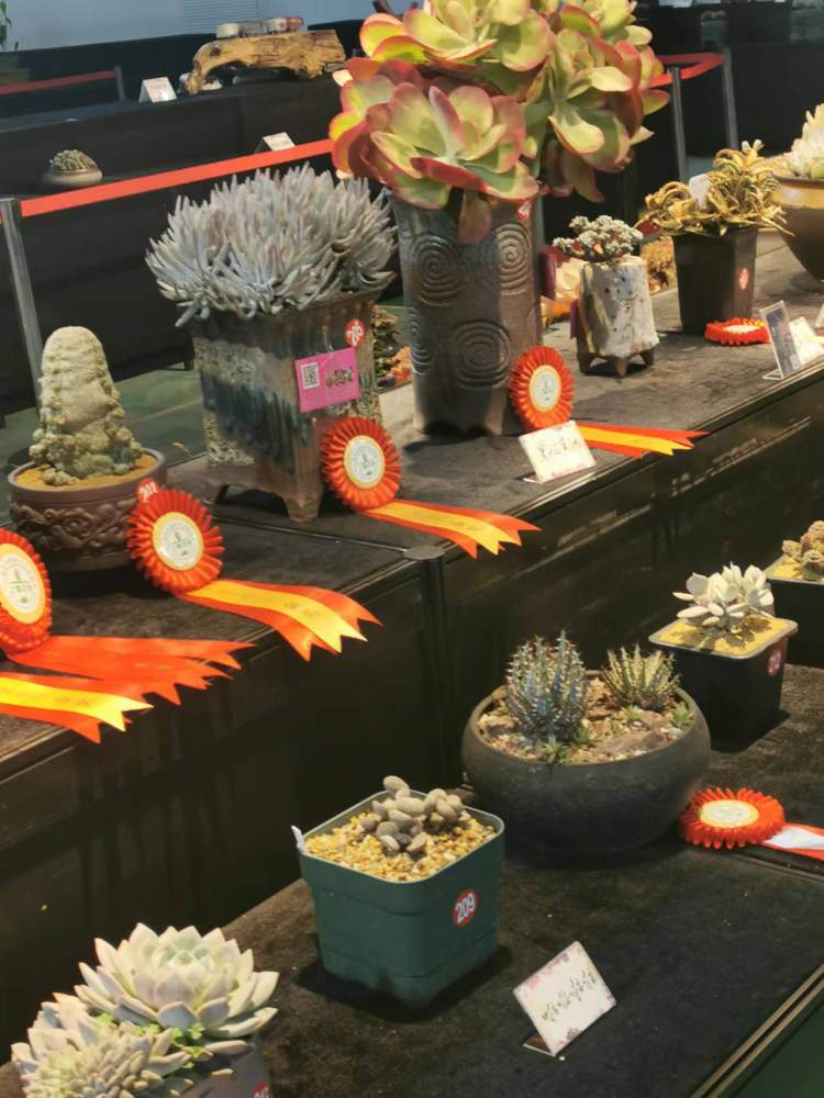 价值十万的多肉被偷花贼养死,多肉真有这么贵?专家:“现在跌得厉害”