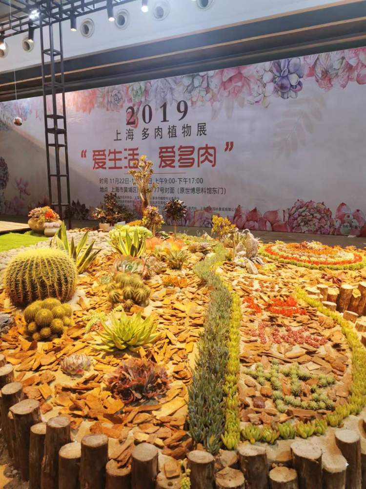 价值十万的多肉被偷花贼养死,多肉真有这么贵?专家:“现在跌得厉害”