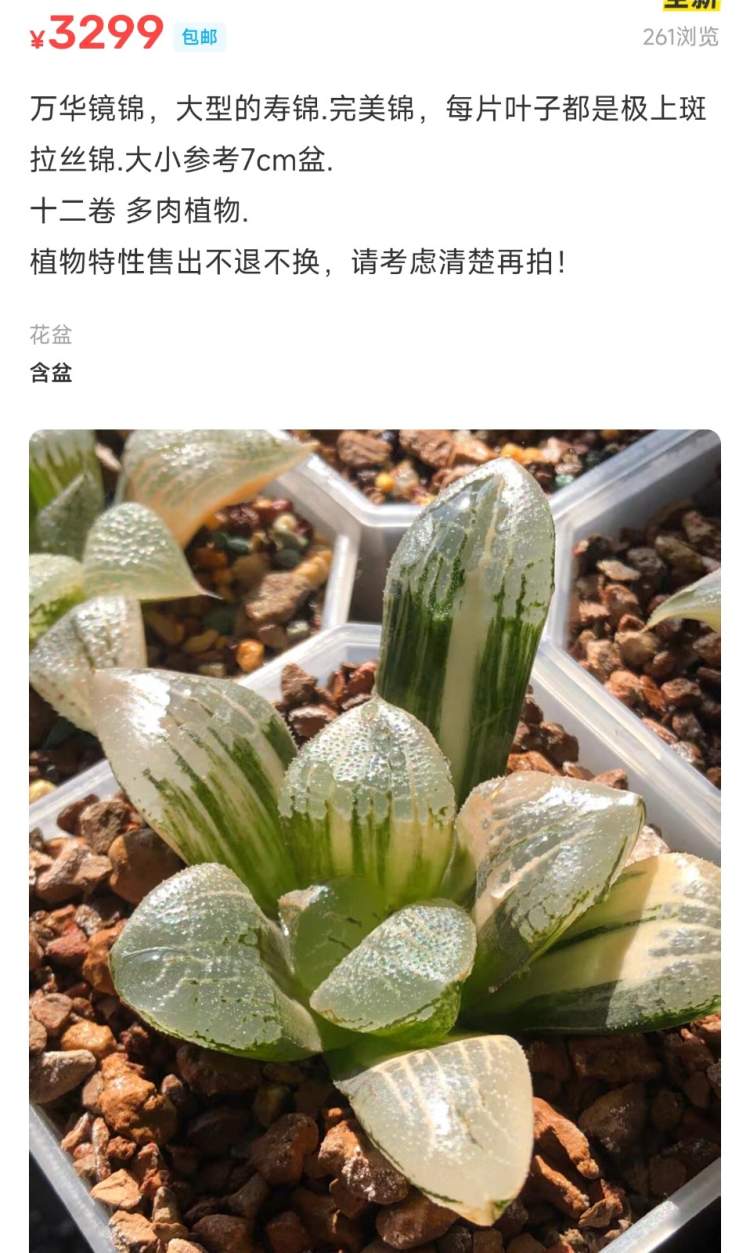 价值十万的多肉被偷花贼养死,多肉真有这么贵?专家:“现在跌得厉害”
