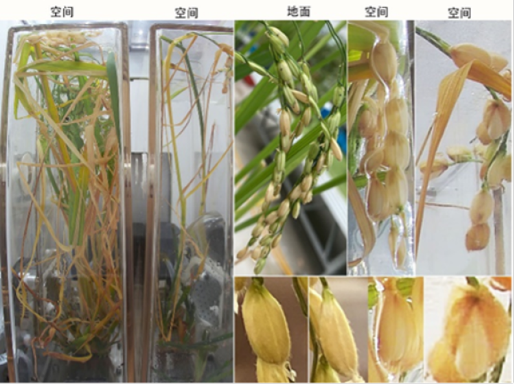 太空种出水稻收获种子中国科学家在国际上首次完成水稻从种子到种子全