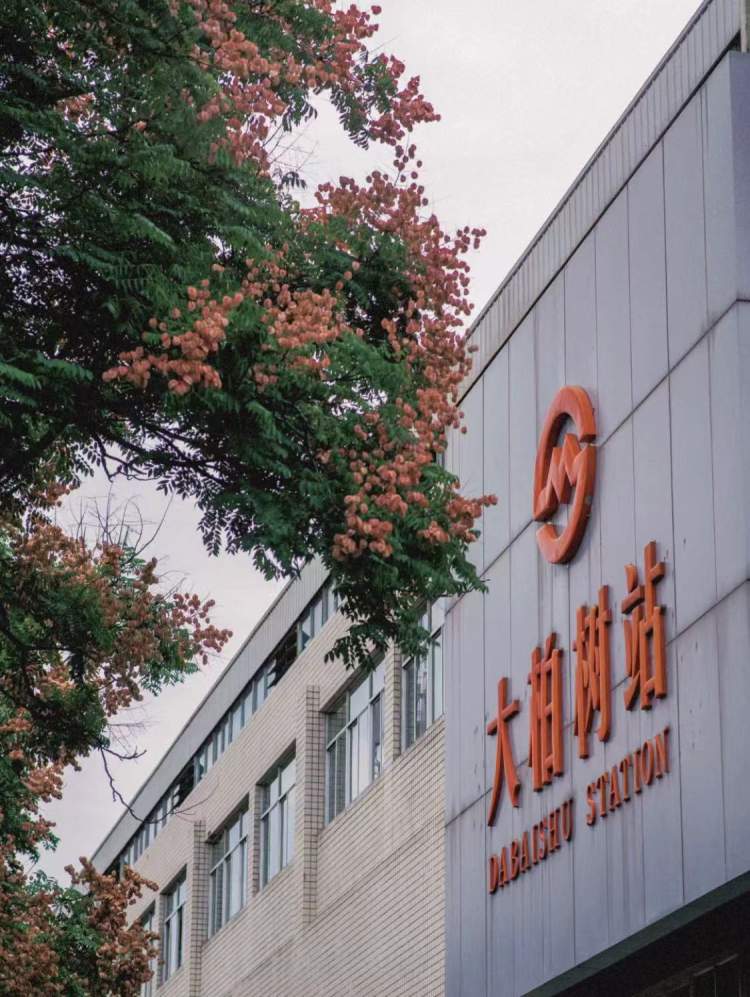 用栾树装扮的地铁站又美了轨交3号线大柏树站迎来拍照高光时刻观赏期