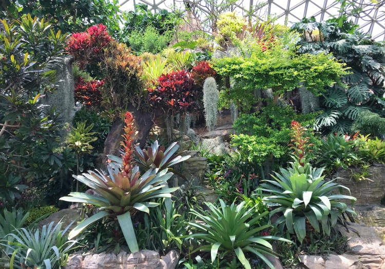 辰山植物园凤梨展带你领略南美风情,百余株凤梨齐开花