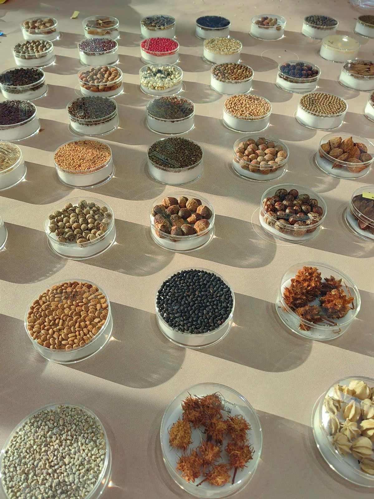 看市场：种子市场质高量足部分品种严重过剩