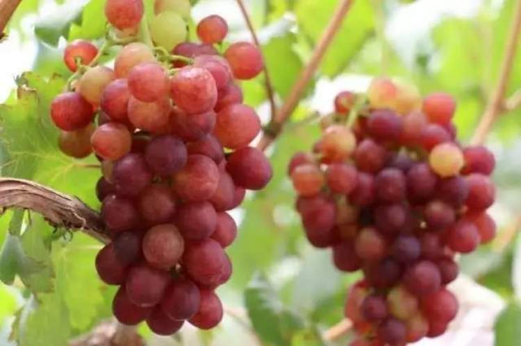 马陆葡萄明天上市,魔都最早地产葡萄,只在葡萄公园现场销售,快带孩子