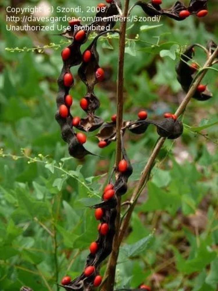 乡土植物红豆生南国此物最相思