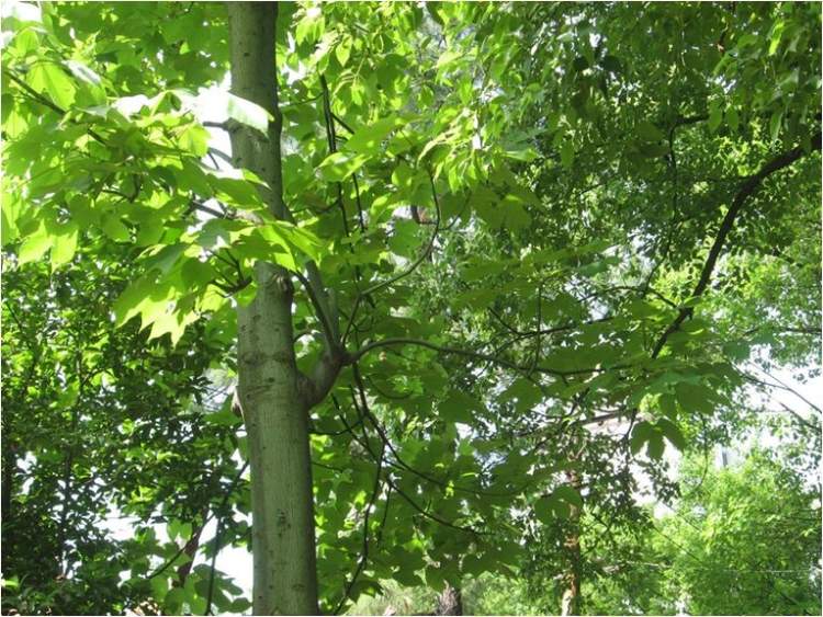 "梧桐一叶落,天下尽知秋",你知道吗?