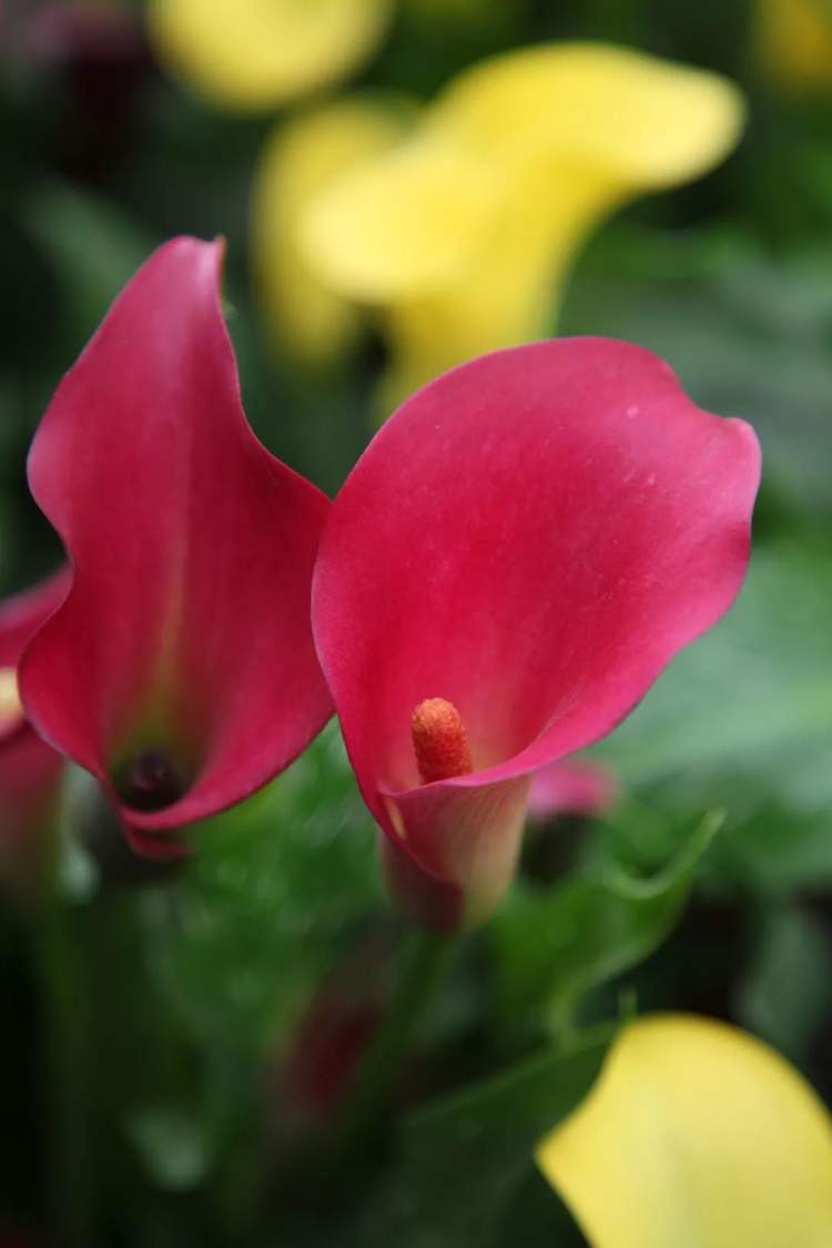 马蹄莲花语象征与寓意(马蹄莲花语象征与寓意是什么)