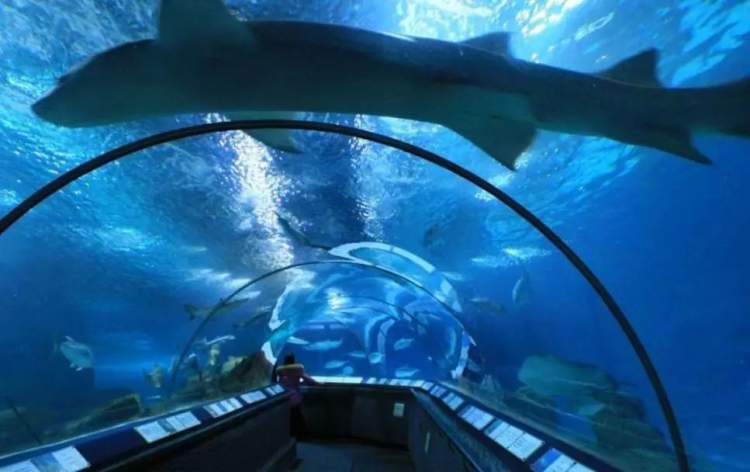 上海海洋水族馆