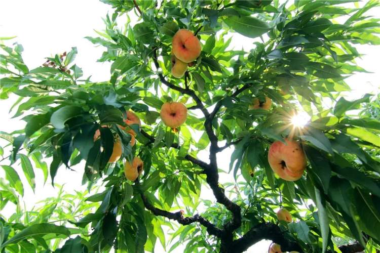 蟠桃因《西游记》里王母娘娘的"蟠桃大会"得以闻名:三千年开花,三千年