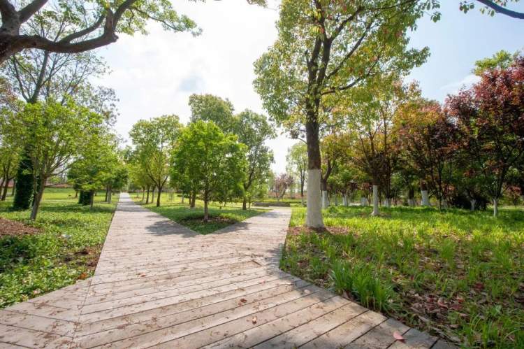 今年,三林楔形绿地将全面拉开建设.