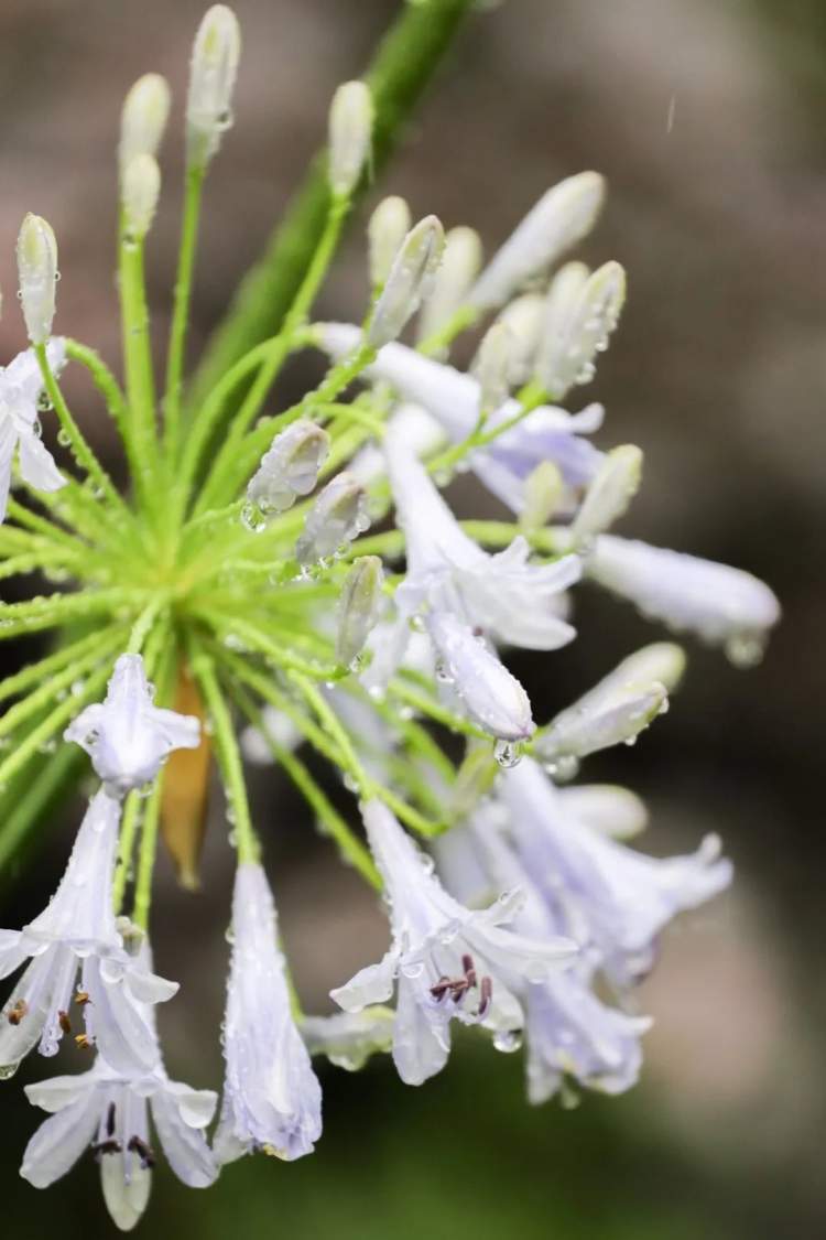 夏日里的小清新,方塔园百子莲进入盛花期