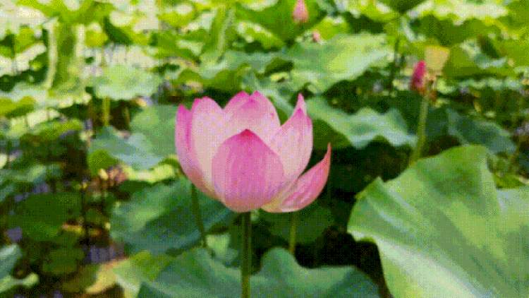 廊下镇丨夏天的风暖暖吹过,廊下的荷花又开了