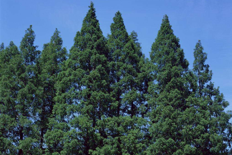 初秋的风吹遍新阳每一户人家 一排排新楼沿河而建 道路干净整洁 白