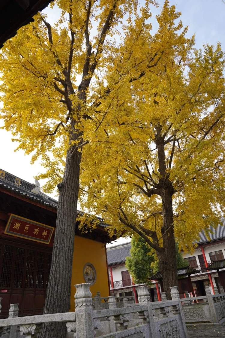 白鹤镇青龙村青龙寺