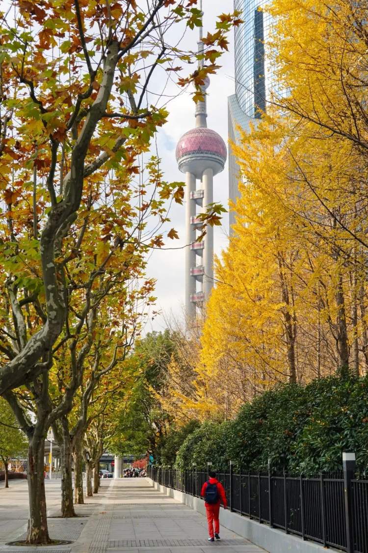 陆家嘴高楼群里的冬日美景，你发现了吗？ - 周到