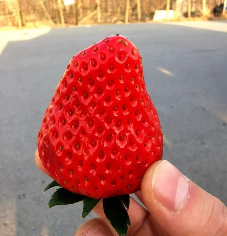 蜜宝