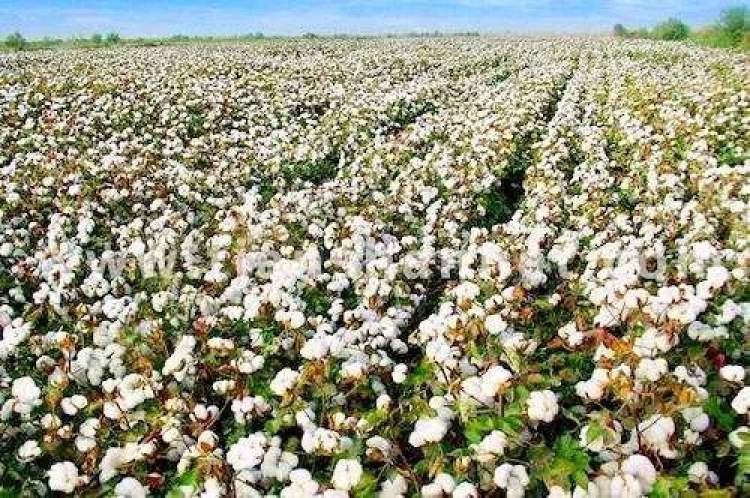 70多年前,我在嘉定东门外仁德丰花行当计件工