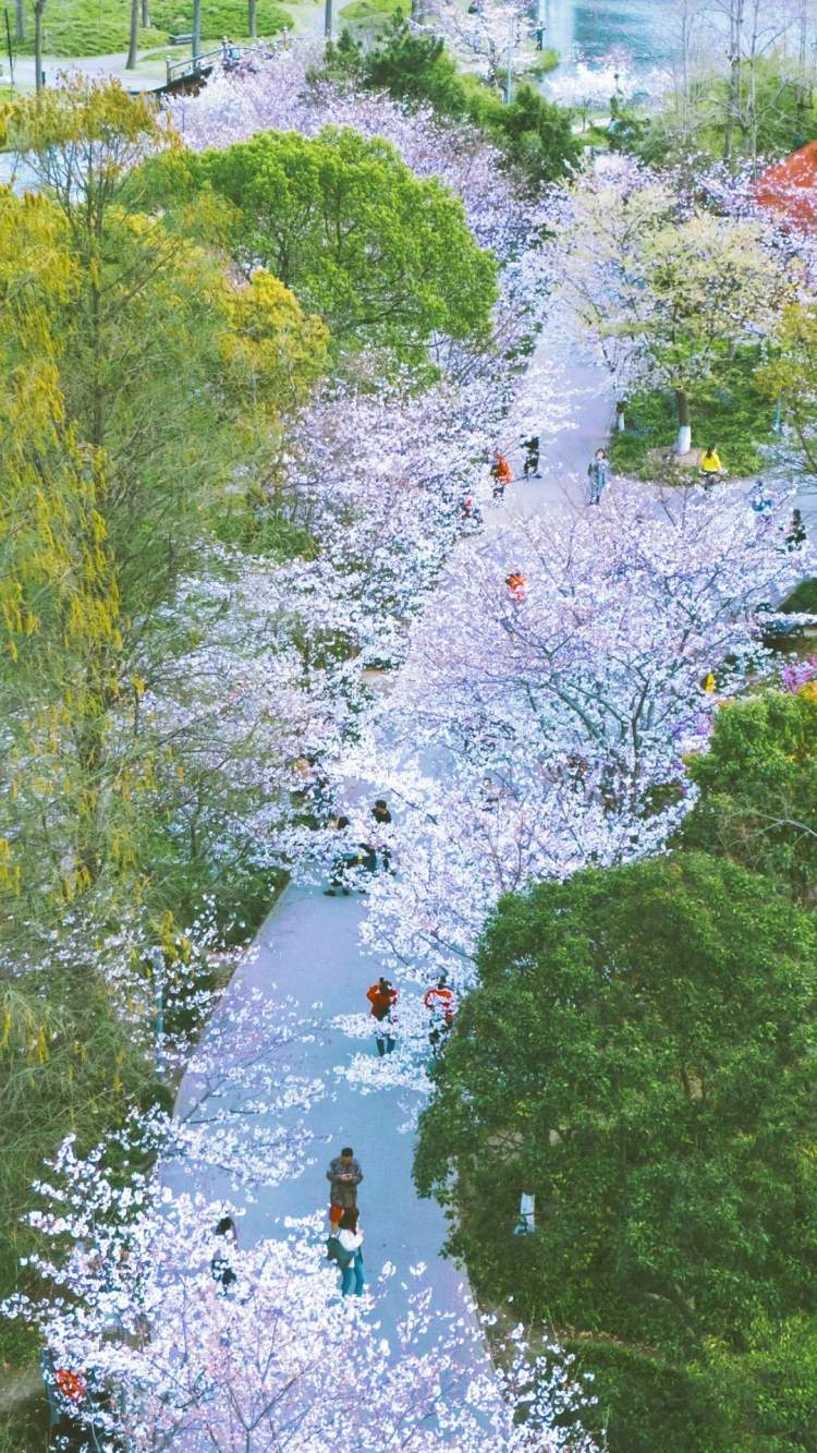 世纪公园樱花岛