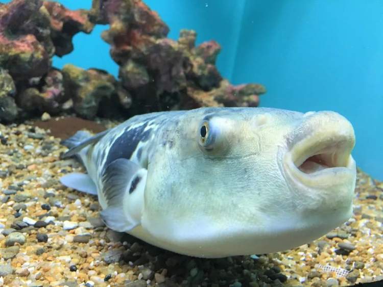 到达医院后急诊医生赶紧给予范先生紧急气管插管,直接送到icu抢救.