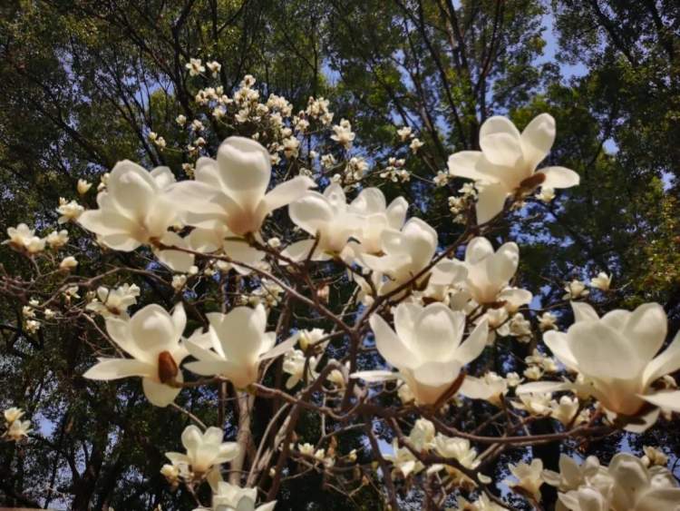 玉兰花美丽绽放 宁宁带你 云 上赏 周到